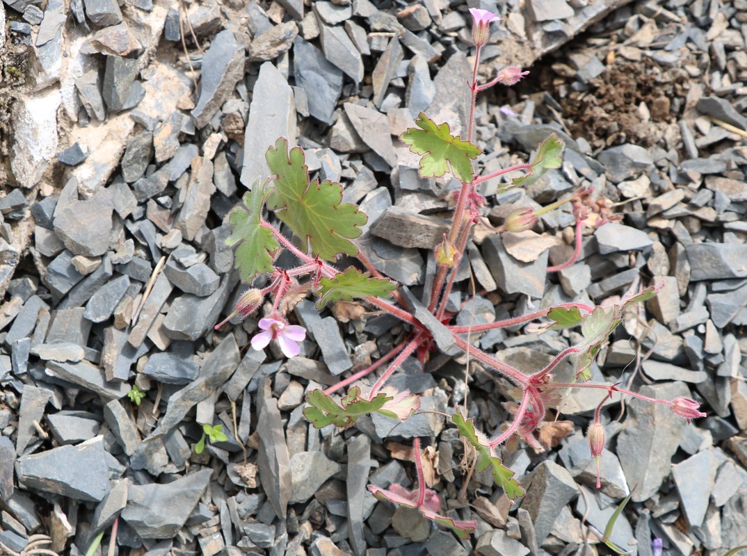 Изображение особи Geranium rotundifolium.