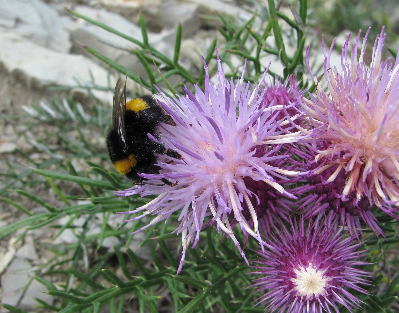 Изображение особи Lamyra echinocephala.