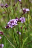 Glandularia lilacina