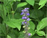 Ajuga reptans