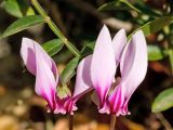 Cyclamen hederifolium подвид confusum. Цветки на фоне листа Pistacia terebinthus. Греция, о-в Крит, ном Ханья (Νομός Χανίων), дим Киссамос (Κίσσαμος), окр. деревни Полириния (Πολυρρήνια), широколиственный лес вдоль русла временного водотока. 18 октября 2021 г.