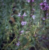 Hyssopus officinalis. Верхушка цветущего побега. Москва, Аптекарский огород, в культуре. 03.09.2021.