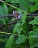 Clinopodium chinense. Верхушка побега с соцветием. Приморье, окр. г. Находка, гора Племянник, дубовый лес. 29.07.2021.