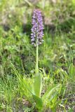 Orchis militaris. Цветущее растение (высота — 36 см, длина соцветия — 13 см). Волгоградская обл., Серафимовичский р-н, Трясиновское с/п, окр. хут. Себряков, природный парк \"Усть-Медведицкий\", пойма р. Медведица, по краю заболоченного понижения. 26 мая 2021 г.