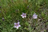 род Campanula