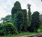 Pueraria lobata. Растения, обвившие деревья. Абхазия, г. Сухум, пустырь возле железной дороги. 25.09.2022.