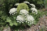 genus Heracleum