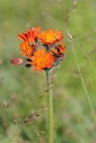 Pilosella aurantiaca. Верхушка побега с соцветиями. Казахстан, Тянь-Шань, хр. Заилийский Алатау, ущ. Малое Алматинское, субальпийский пояс, каменисто-щебнистый склон. 22.07.2023.