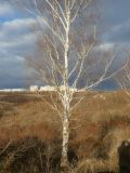 Betula pendula