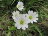 Cerastium krylovii