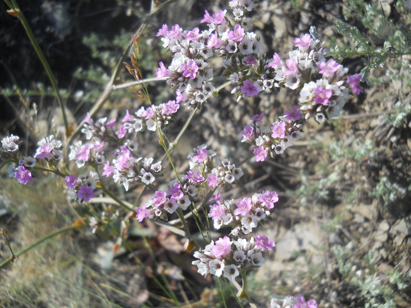 Изображение особи Goniolimon speciosum.