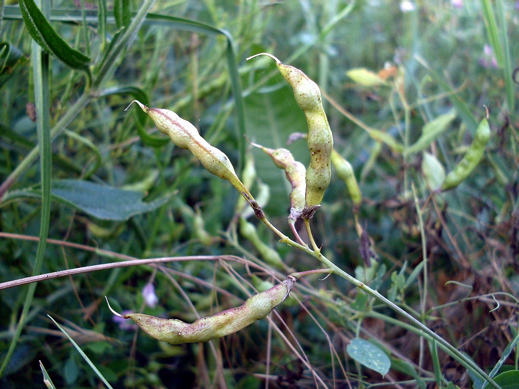 Изображение особи Lathyrus tuberosus.