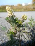 Oxytropis pilosa. Цветущее растение(вторичное цветение). Новосибирская обл., Искитимский р-н, окр. пгт Линёво. 18 сентября 2011 г.