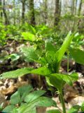 Mercurialis perennis