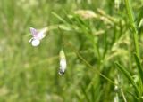 Vicia tetrasperma. Соцветие. Украина, Днепропетровская обл., Петриковский р-н, пгт Куриловка, луг в пойме Днепра. 29.05.2011.