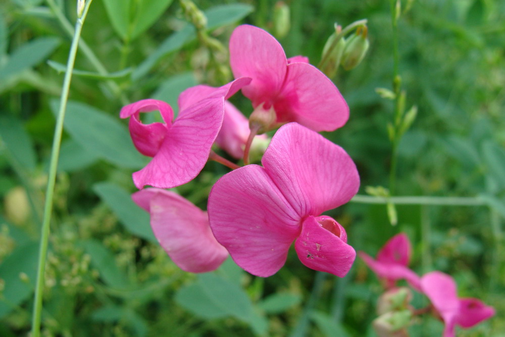 Image of Lathyrus tuberosus specimen.