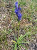 Gentiana decumbens. Цветущее растение в каменистой степи. Республика Хакасия, Ширинский р-н, окр. с. Ефремкино. 26.07.2012.