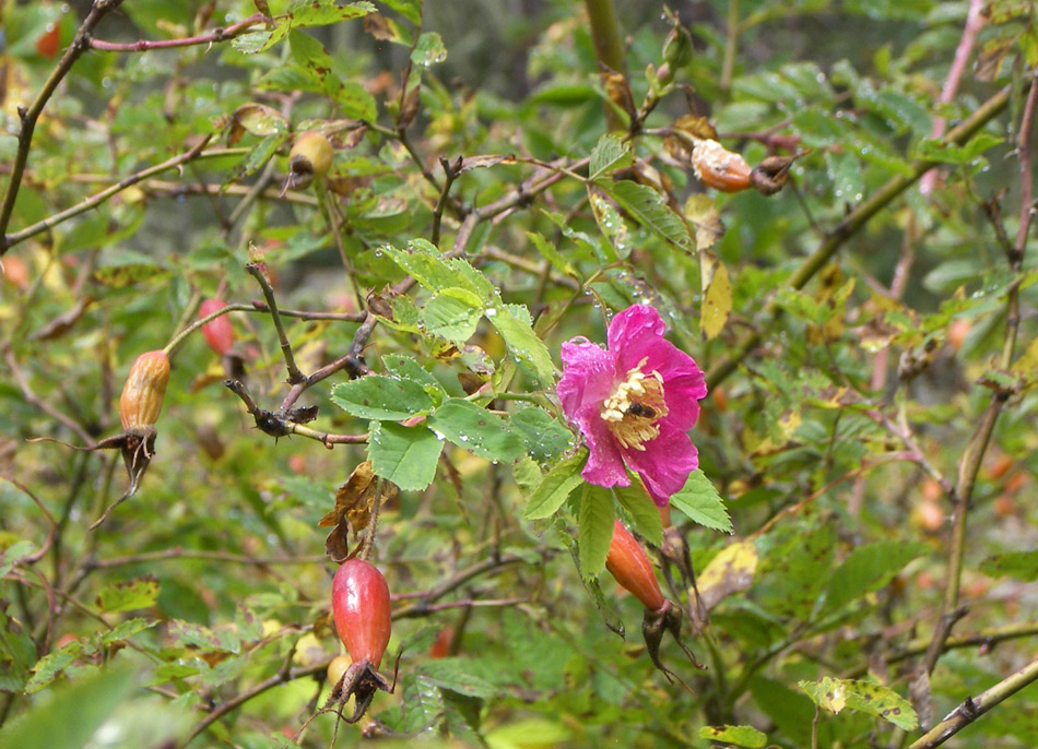 Изображение особи Rosa oxyodon.