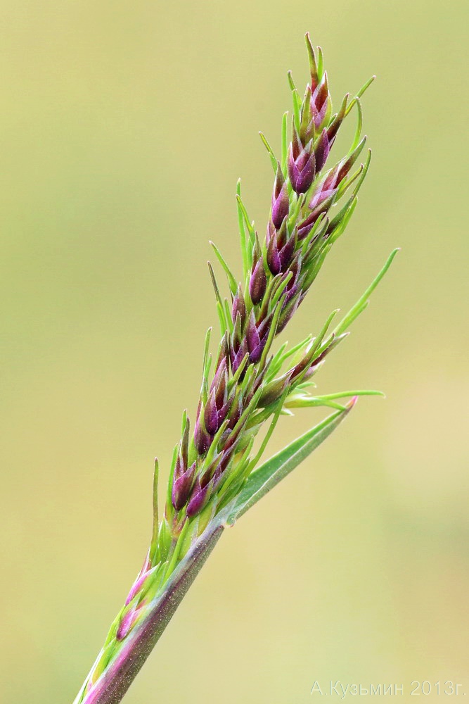 Изображение особи Poa bulbosa ssp. vivipara.