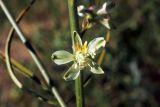 Delphinium semibarbatum. Цветок. Узбекистан, г. Ташкент, археологический памятник Актепа Юнусабадский. 14.05.2013.