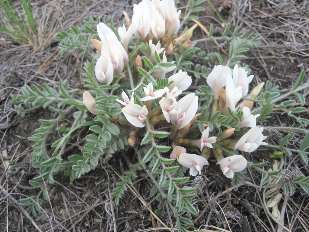 Изображение особи Astragalus testiculatus.