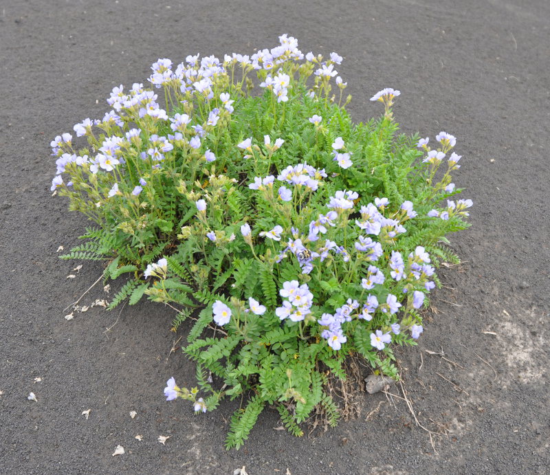 Image of Polemonium boreale specimen.