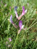 Astragalus macropus