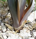 Eremurus jungei