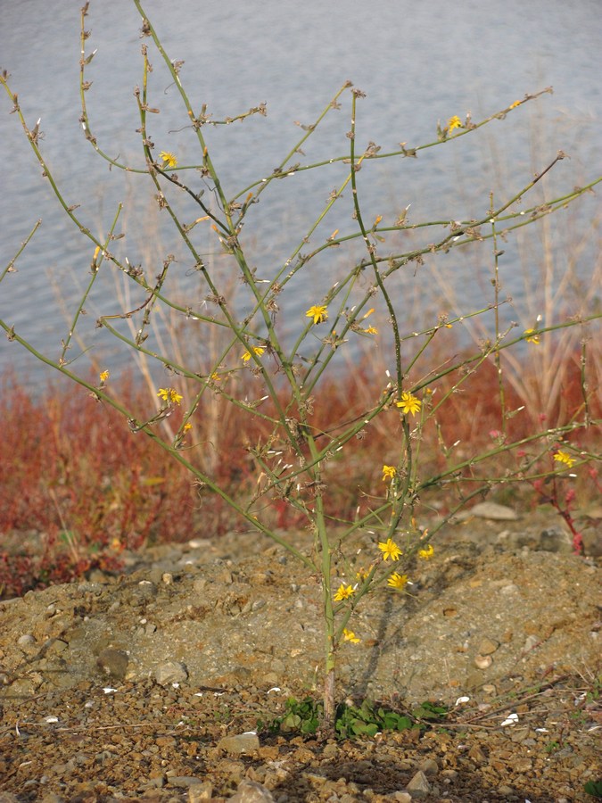 Изображение особи Chondrilla juncea.