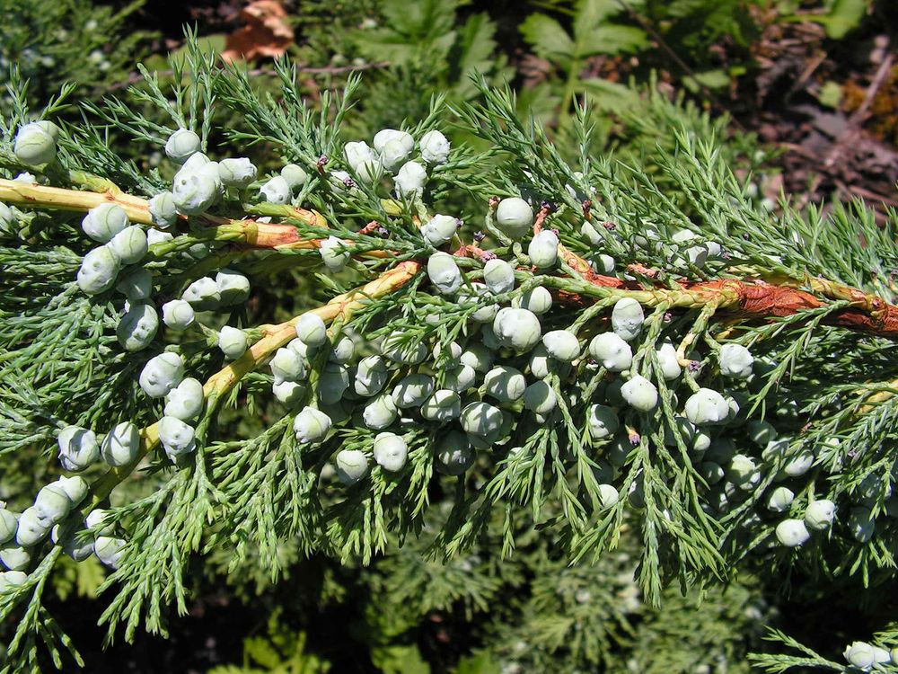 Изображение особи Juniperus davurica.