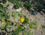 Abutilon theophrasti