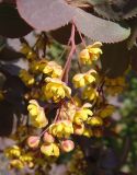 Berberis vulgaris