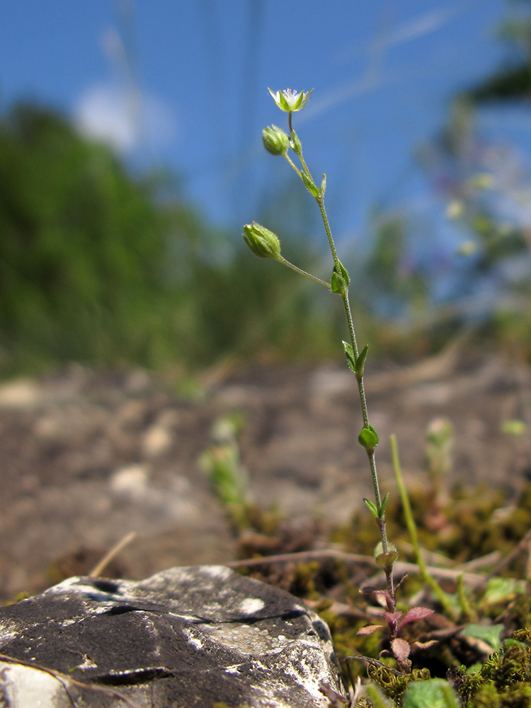 Изображение особи Arenaria serpyllifolia.