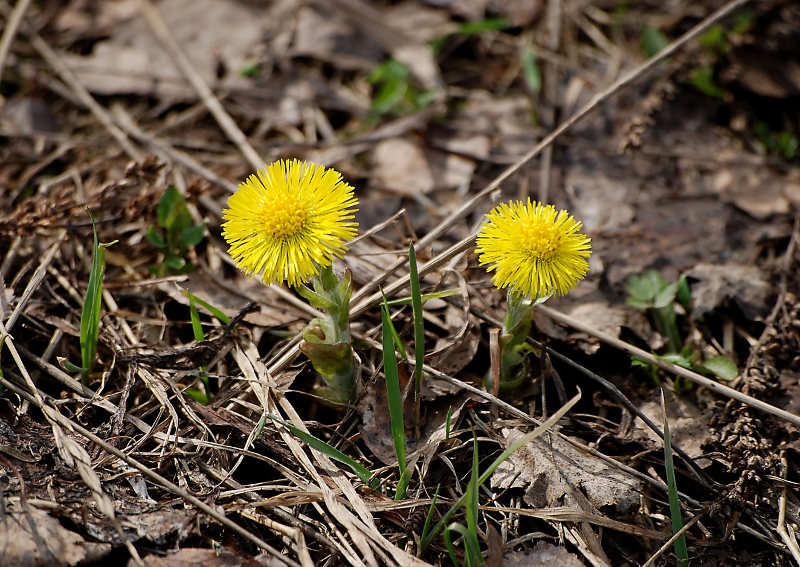 Изображение особи Tussilago farfara.