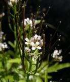 Cardamine regeliana. Соцветие с завязывающимися плодами. Хабаровский край, Ванинский р-н, окр. пос. Высокогорный, старая лесовозная дорога. 10.06.2014.