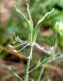 Nigella arvensis