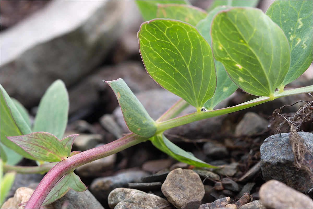 Image of Lathyrus japonicus ssp. pubescens specimen.