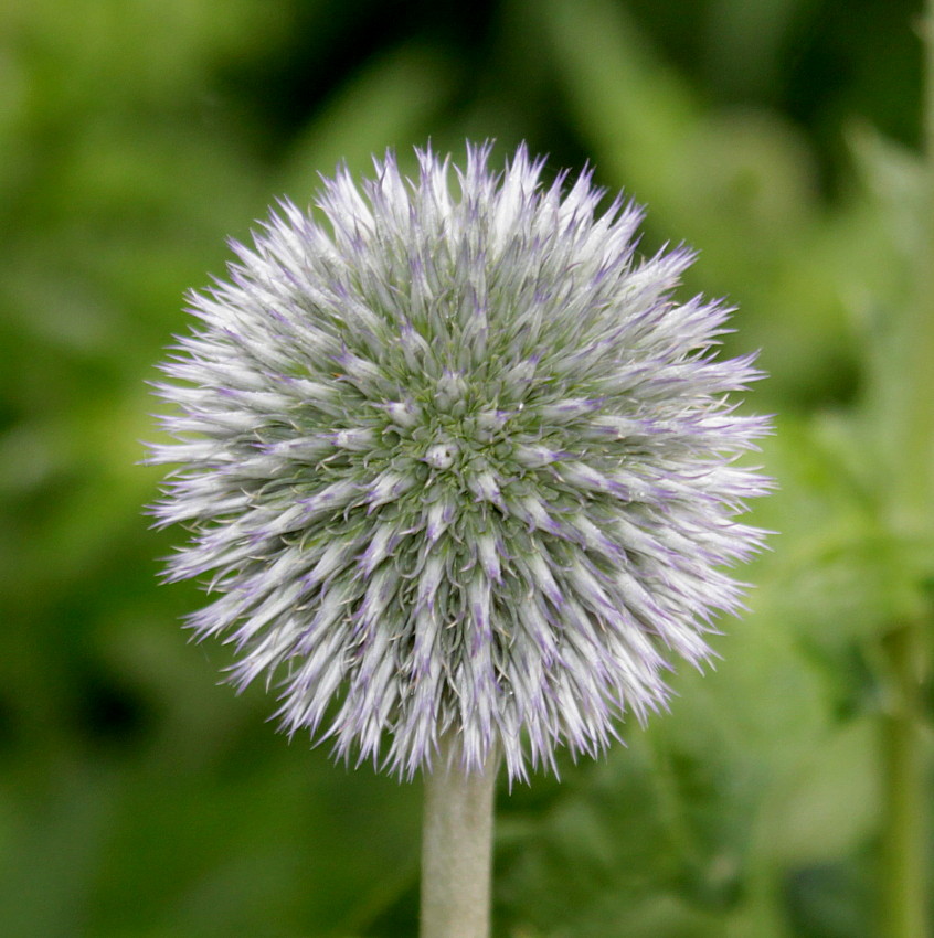 Изображение особи Echinops exaltatus.