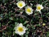 Dryas punctata