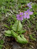 Primula amoena