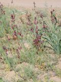 Linaria ramosa