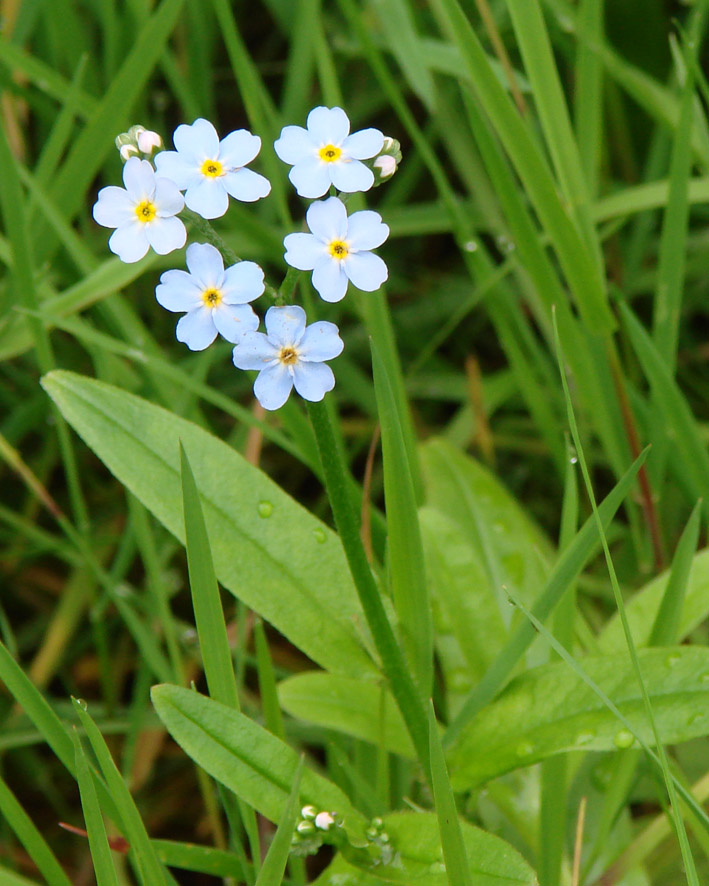 Изображение особи Myosotis palustris.