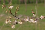 Lonicera fragrantissima. Часть веточки с цветками и бутонами. Ростовская обл., г. Таганрог, в парке. 06.04.2016.