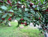 Crataegus rivularis. Ветки с созревающими плодами. Московская обл., Павловский Посад, в городском озеленении. 31.07.2015.