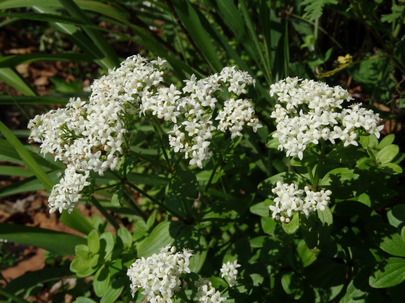 Изображение особи Galium platygalium.