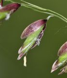 Melica turczaninowiana. Колосок. Приморский край, окр. г. Находка, гора Американка, известняковые скалы под пологом леса. 19.06.2016.