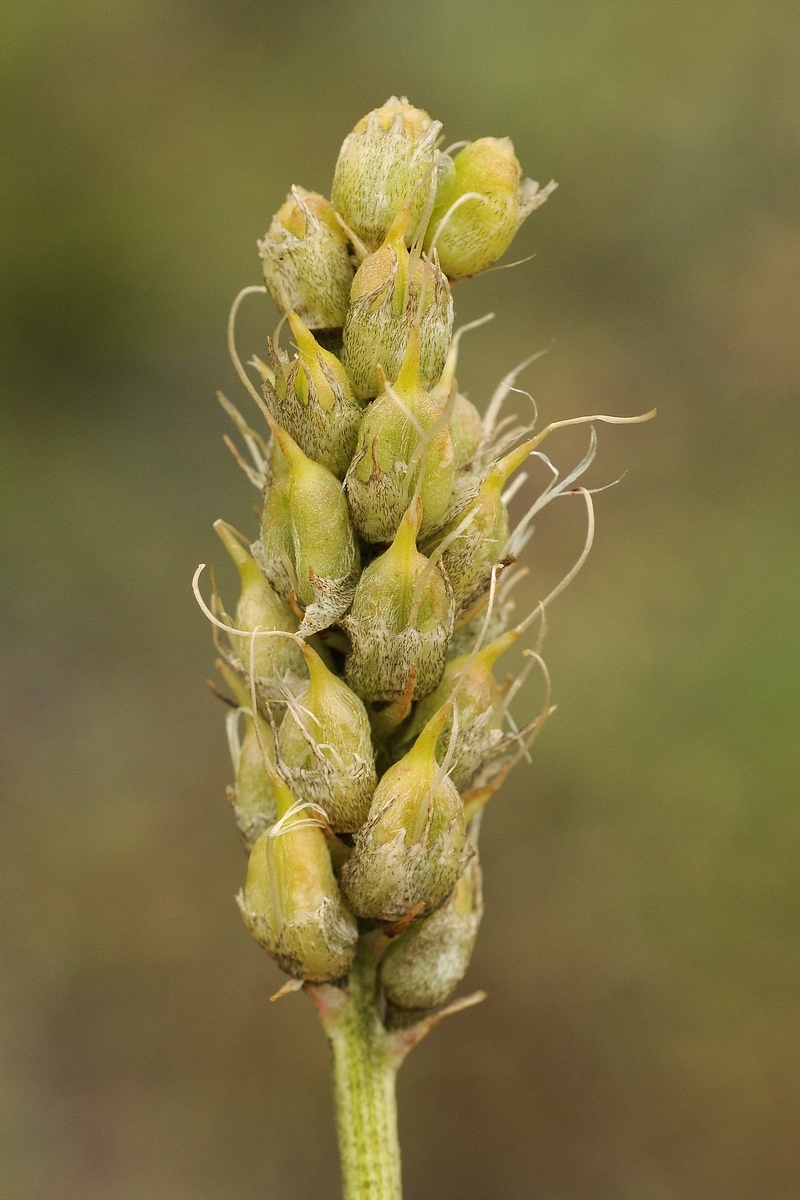 Image of Astragalus platyphyllus specimen.