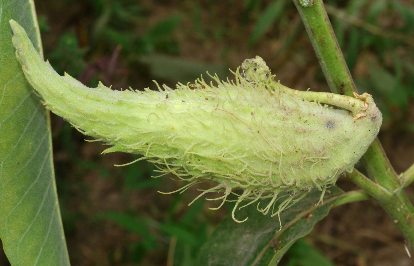 Изображение особи Asclepias syriaca.