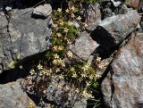 Saxifraga adenophora. Цветущее растение. Кабардино-Балкария, Эльбрусский р-н, гора Чегет, ≈ 3100 м н.у.м., каменистый склон. 13.07.2016.