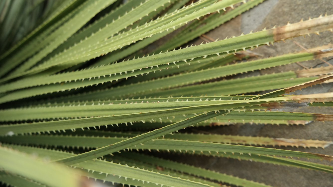 Image of Dasylirion serratifolium specimen.